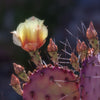 Santa Rita Prickly Pear Cactus Shrub