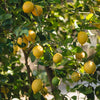 Santa Teresa Lemon Tree