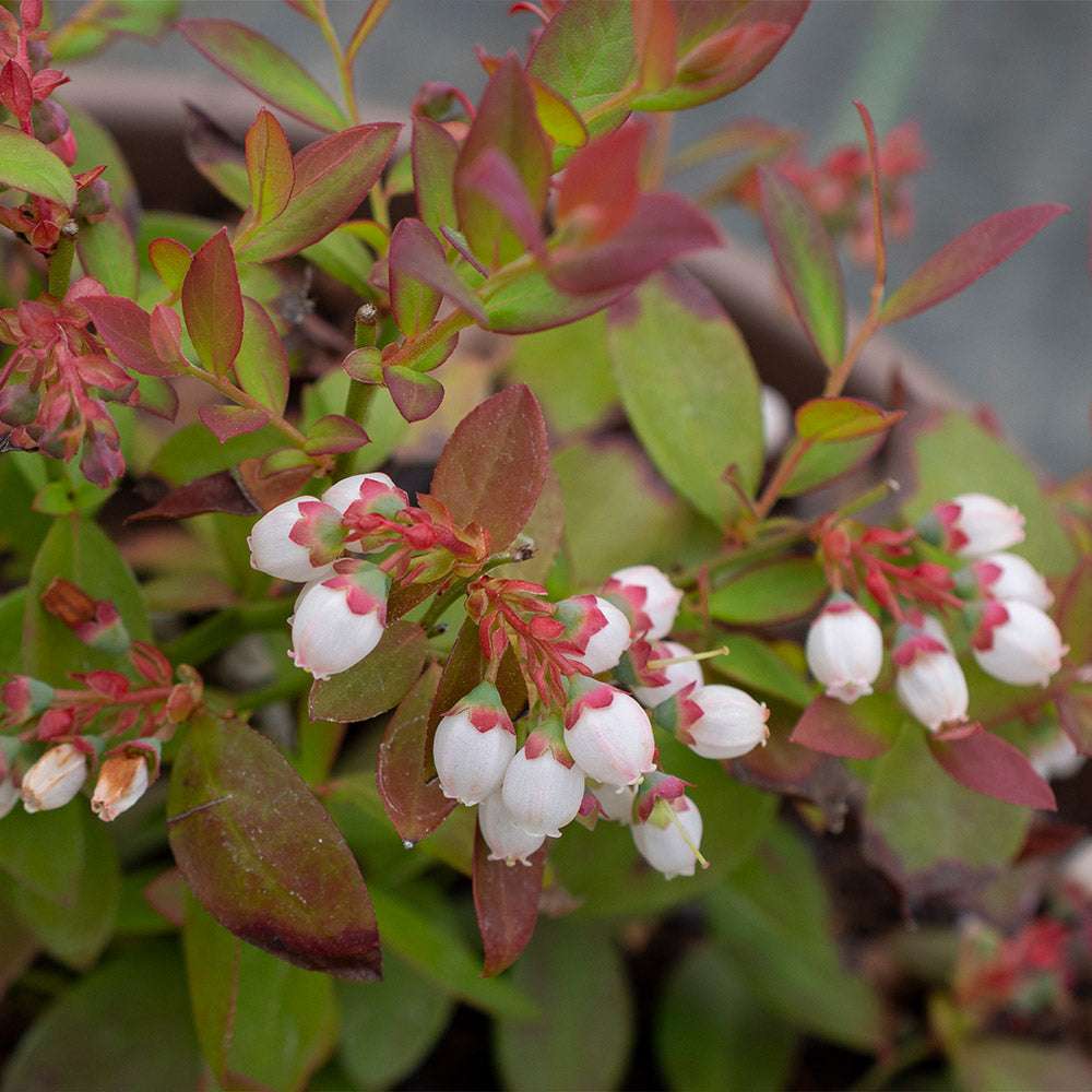 Bushel and Berry® Sapphire Cascade Blueberry