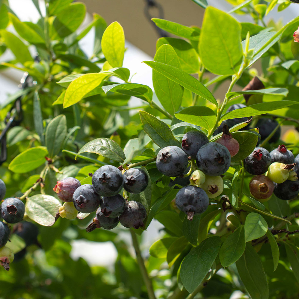 Bushel and Berry® Sapphire Cascade Blueberry