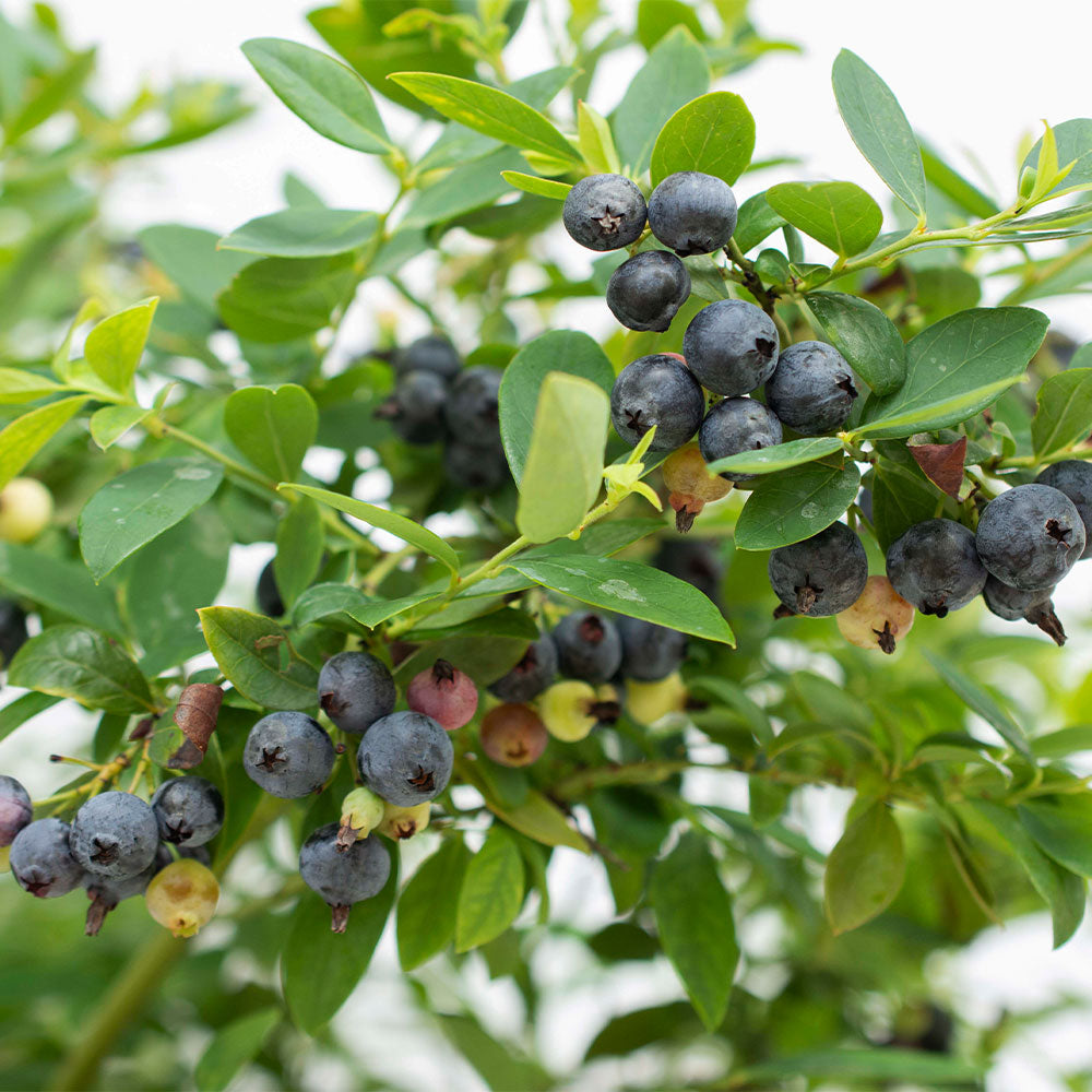 Bushel and Berry® Sapphire Cascade Blueberry