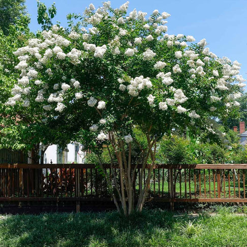 Sarah’s Favorite Crape Myrtle Tree