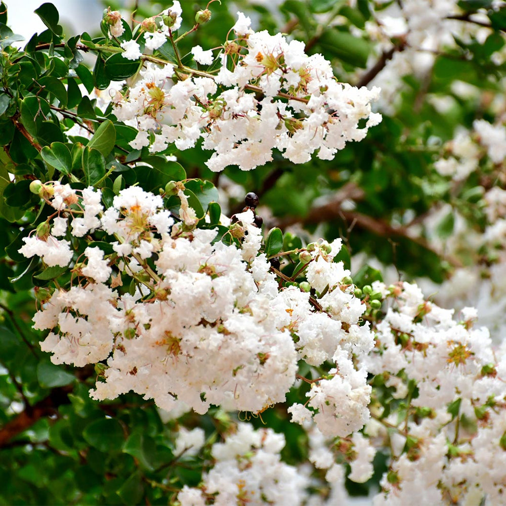Sarah’s Favorite Crape Myrtle Tree