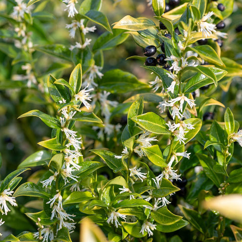 Fragrant Valley Sarcoccocca Shrub