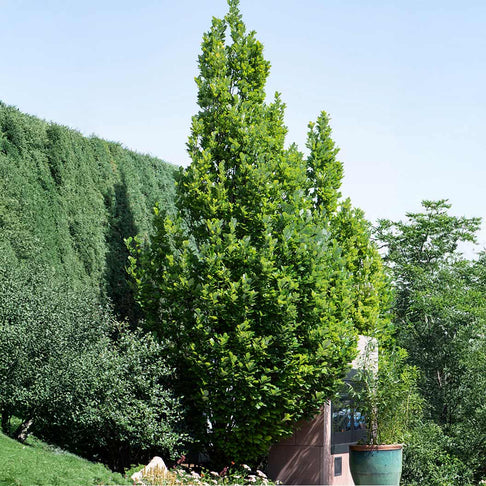 Scarlet Letter™ Oak Tree