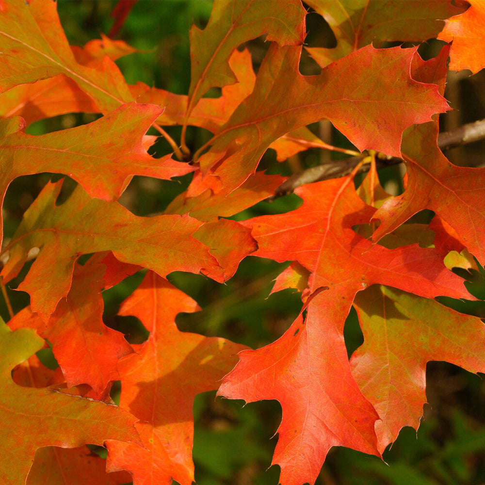 Scarlet Letter™ Oak Tree