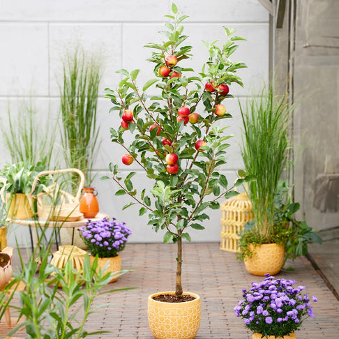 Scarlet Sentinel Columnar Apple Tree