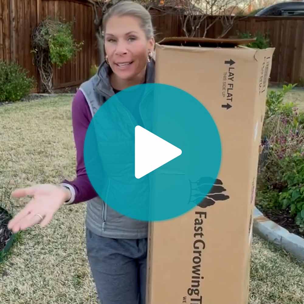 Scarlet Sentinel Columnar Apple Tree