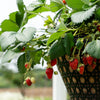 Bushel and Berry® Scarlett Belle™ Strawberry Bush