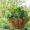 Bushel and Berry® Scarlett Belle™ Strawberry Bush