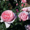 Scentuous® Rose Shrub