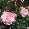 Scentuous® Rose Shrub