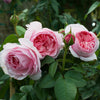 Scentuous® Rose Shrub
