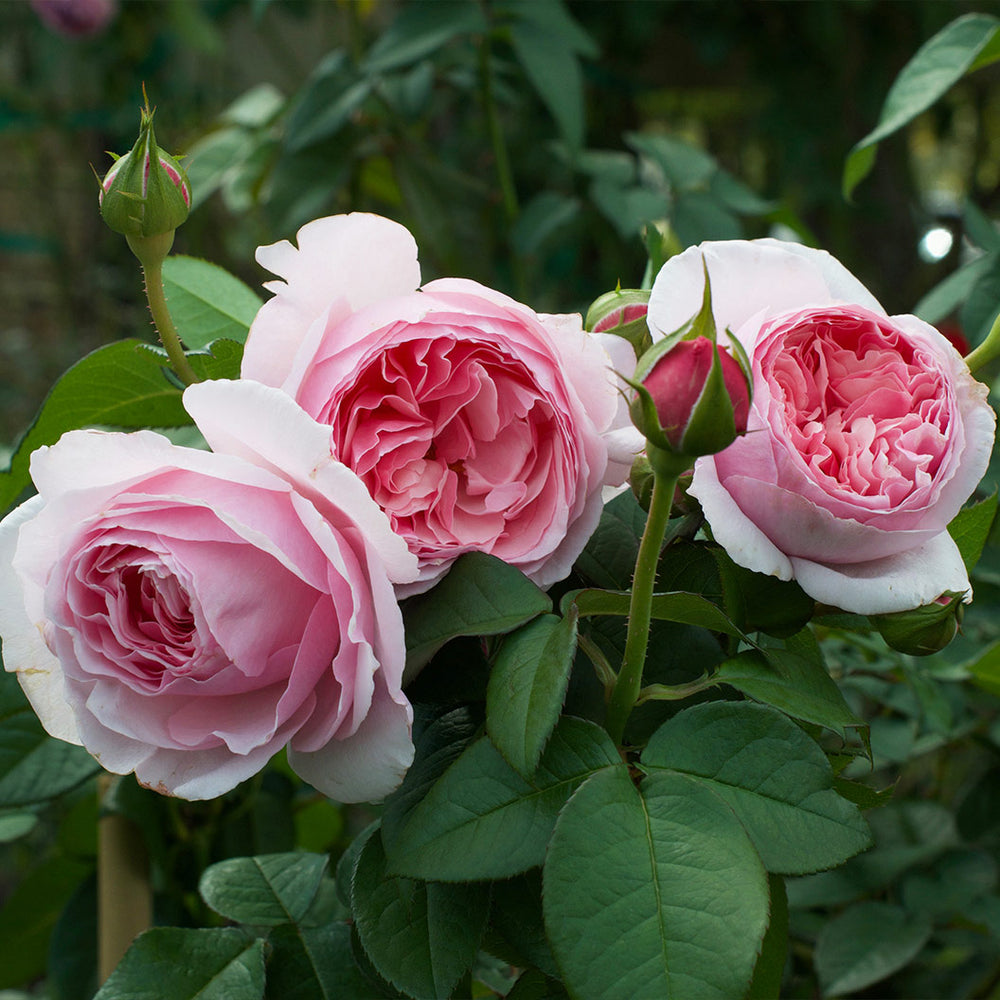 Scentuous® Rose Shrub