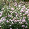 David Austin® Scepter'd Isle® Rose Shrub
