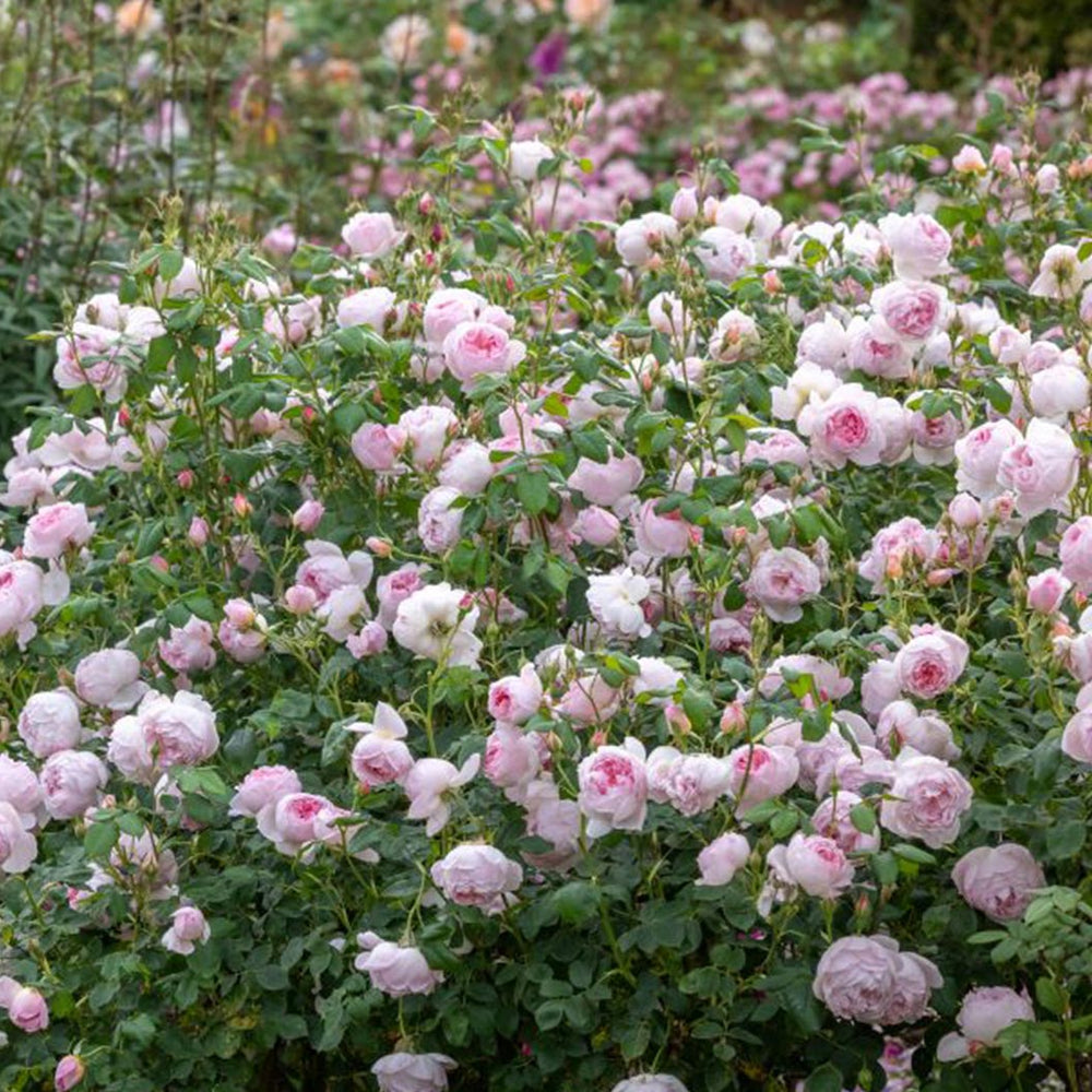 David Austin® Scepter'd Isle® Rose Shrub
