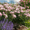 David Austin® Scepter'd Isle® Rose Shrub