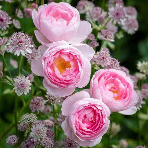 David Austin® Scepter'd Isle® Rose Shrub