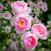 David Austin® Scepter'd Isle® Rose Shrub