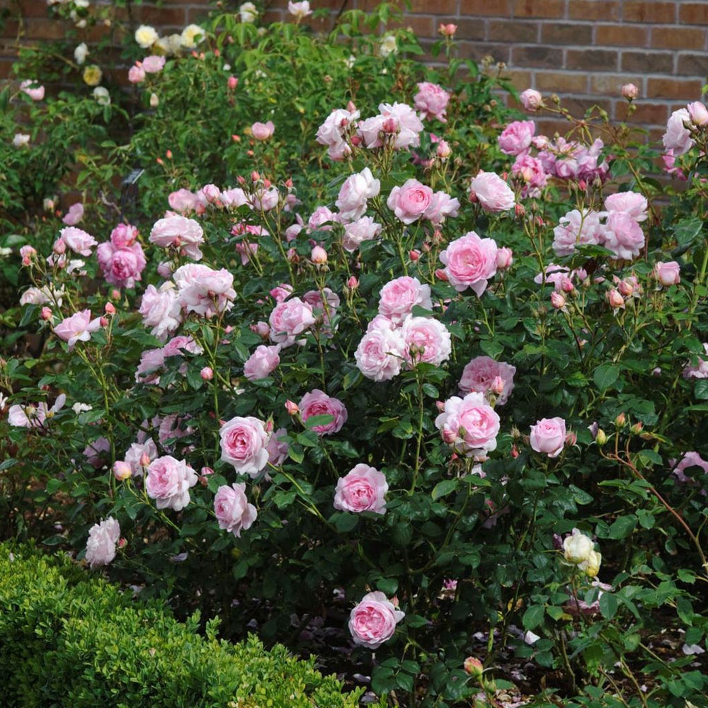 David Austin® Scepter'd Isle® Rose Shrub