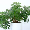 Dwarf Umbrella Tree