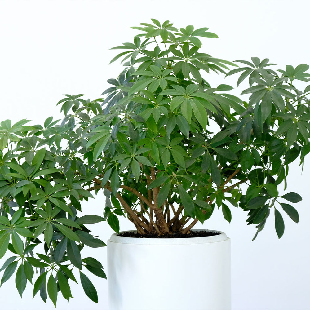 Dwarf Umbrella Tree