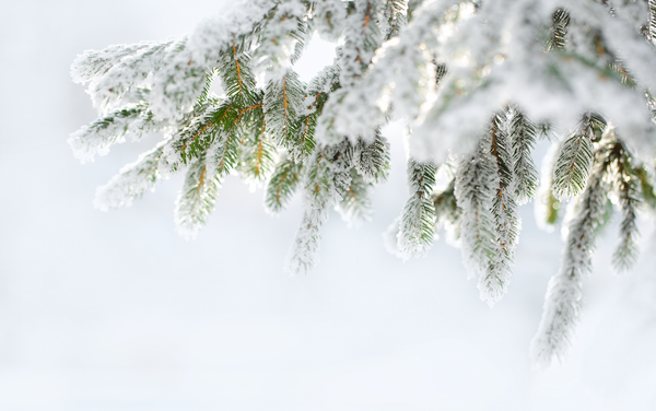 How to Prevent Winter Evergreen Damage