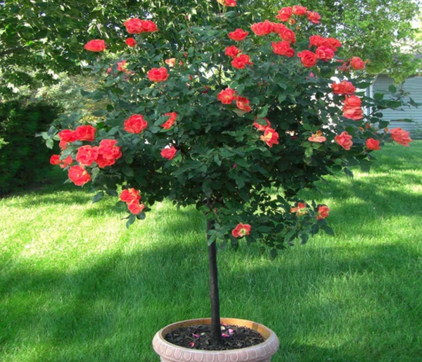 Video: Rose Trees Perfect for Patios