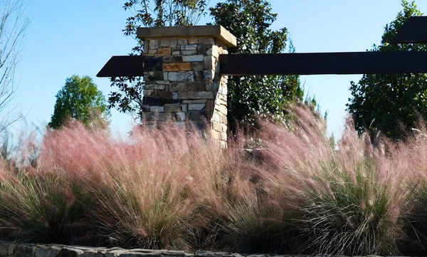 Video: Pink Muhly Grass