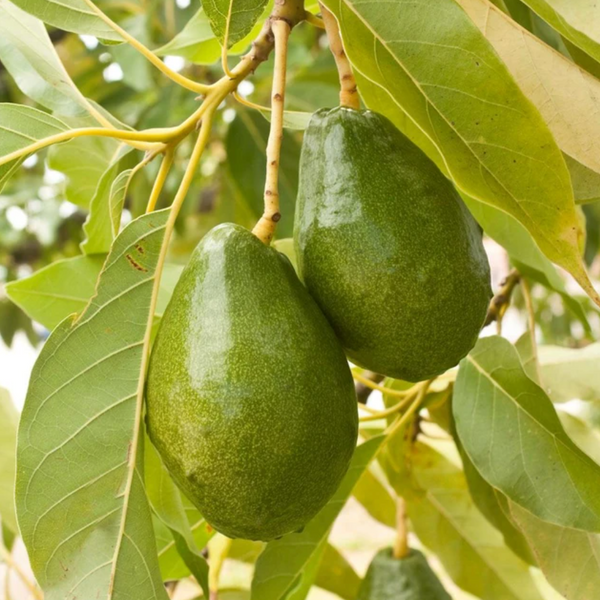 Video: 3 Avocado Trees You Should Know