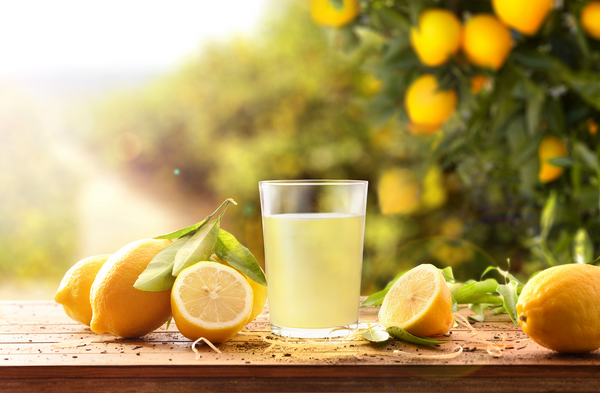 Meyer Lemon Trees: 7 Secrets for Tons of Fruit