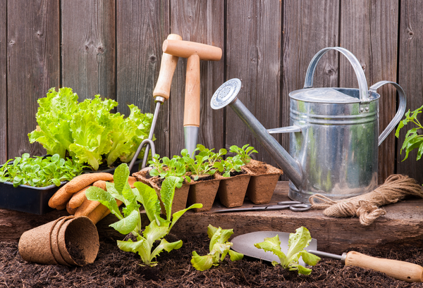 Top New Year's Resolutions for Plant Care