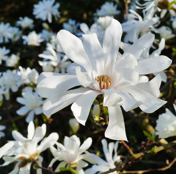 Ask a Master Gardener: Spring Flowering Favorites