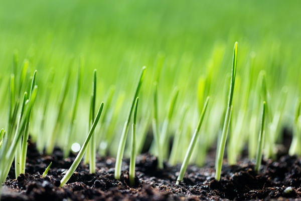 Spring Lawn Care: Tips for Mowing, Aerating, Seeding and More