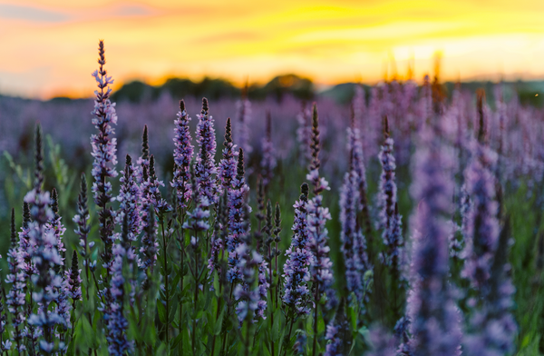 Plant Showdown: English Lavender vs. French Lavender