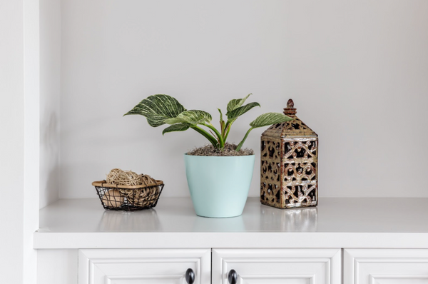 Birkin Philodendron: Growing & Care Guide