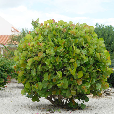 Sea Grape Bush