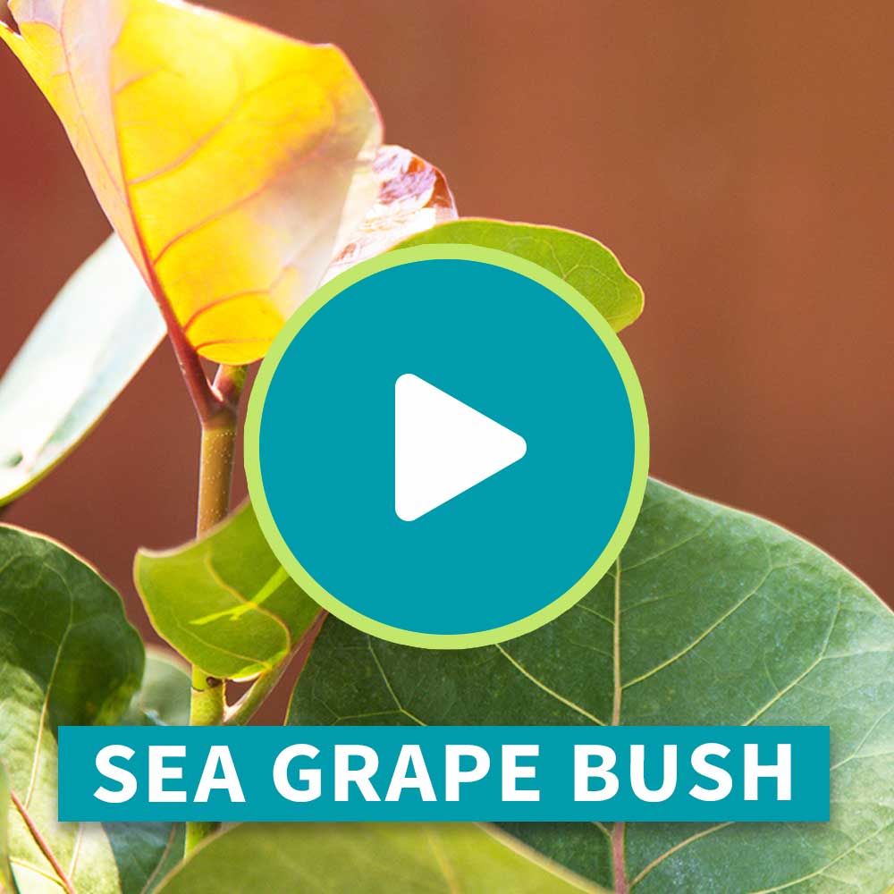 Sea Grape Bush