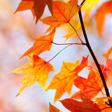 Seasonal Guides