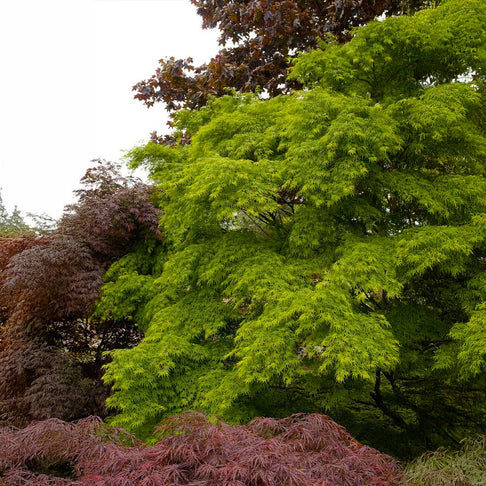 Seiryu Japanese Maple Tree