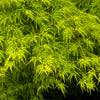 Seiryu Japanese Maple Tree