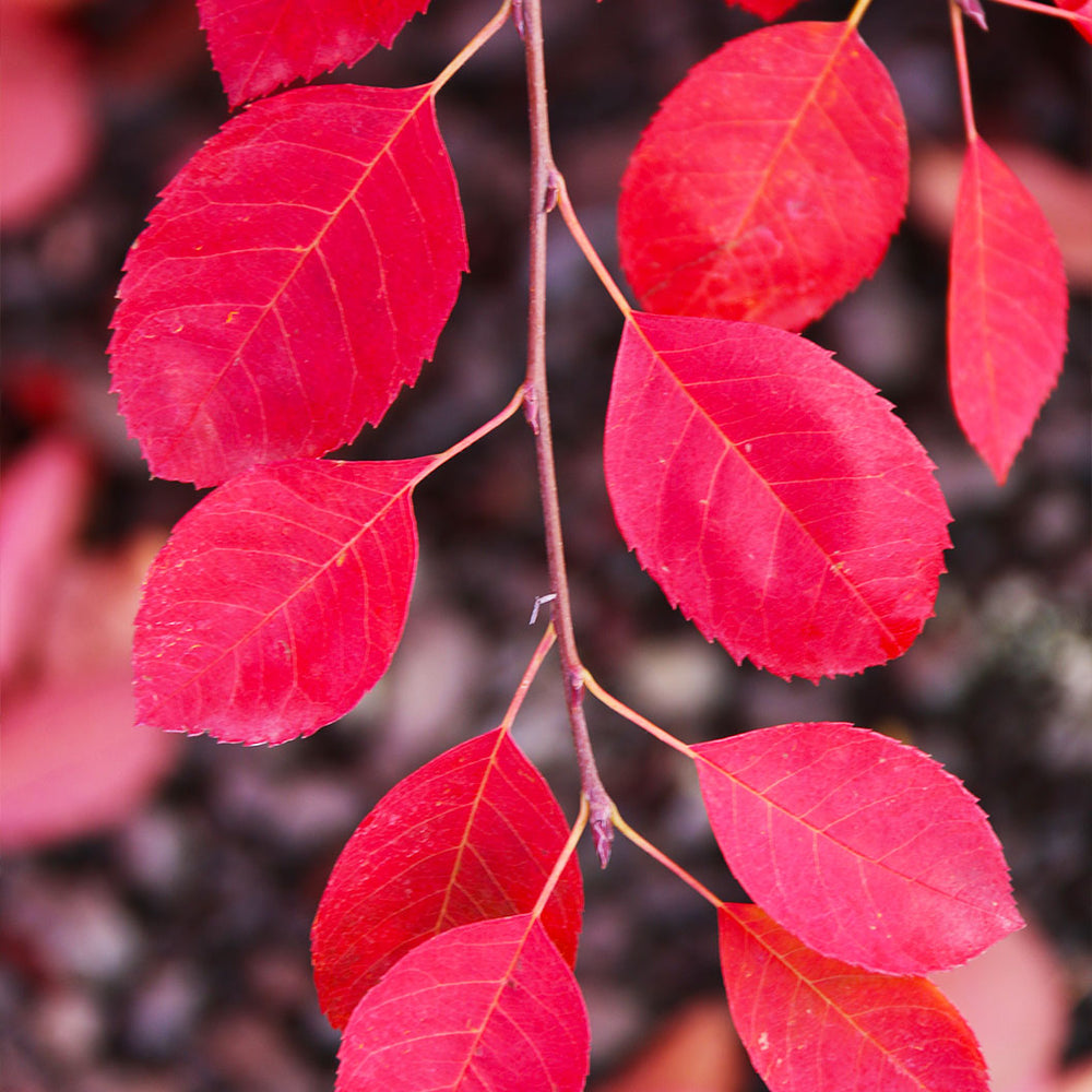 Autumn Brilliance Serviceberry Tree
