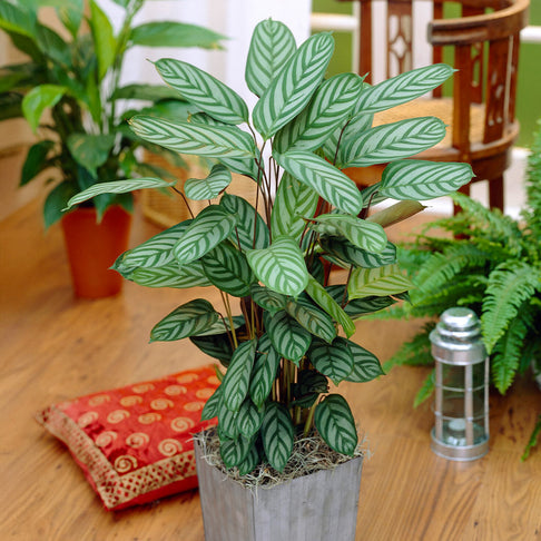 Calathea Setosa