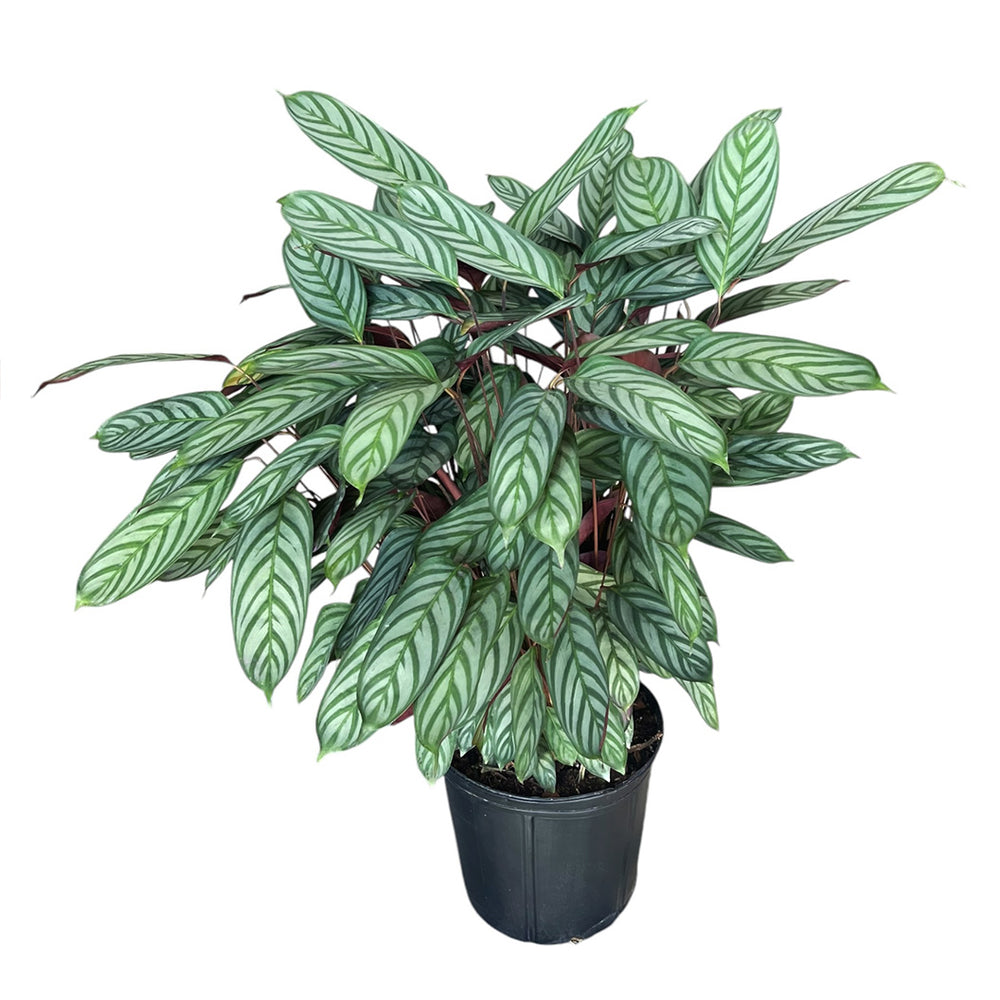 Calathea Setosa