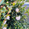 Setsugekka Camellia
