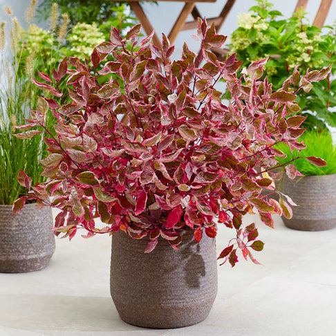 Proven Winners® Sgt. Pepper™ Dogwood Bush