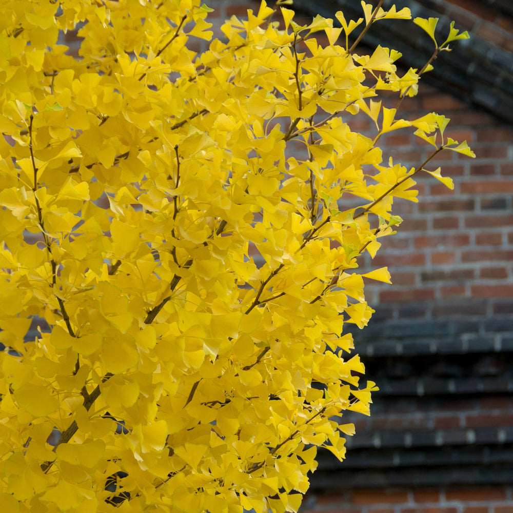 Shangri la® Ginkgo Tree