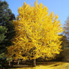 Shangri la® Ginkgo Tree