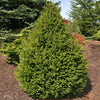 Sherwood Compact Norway Spruce Tree