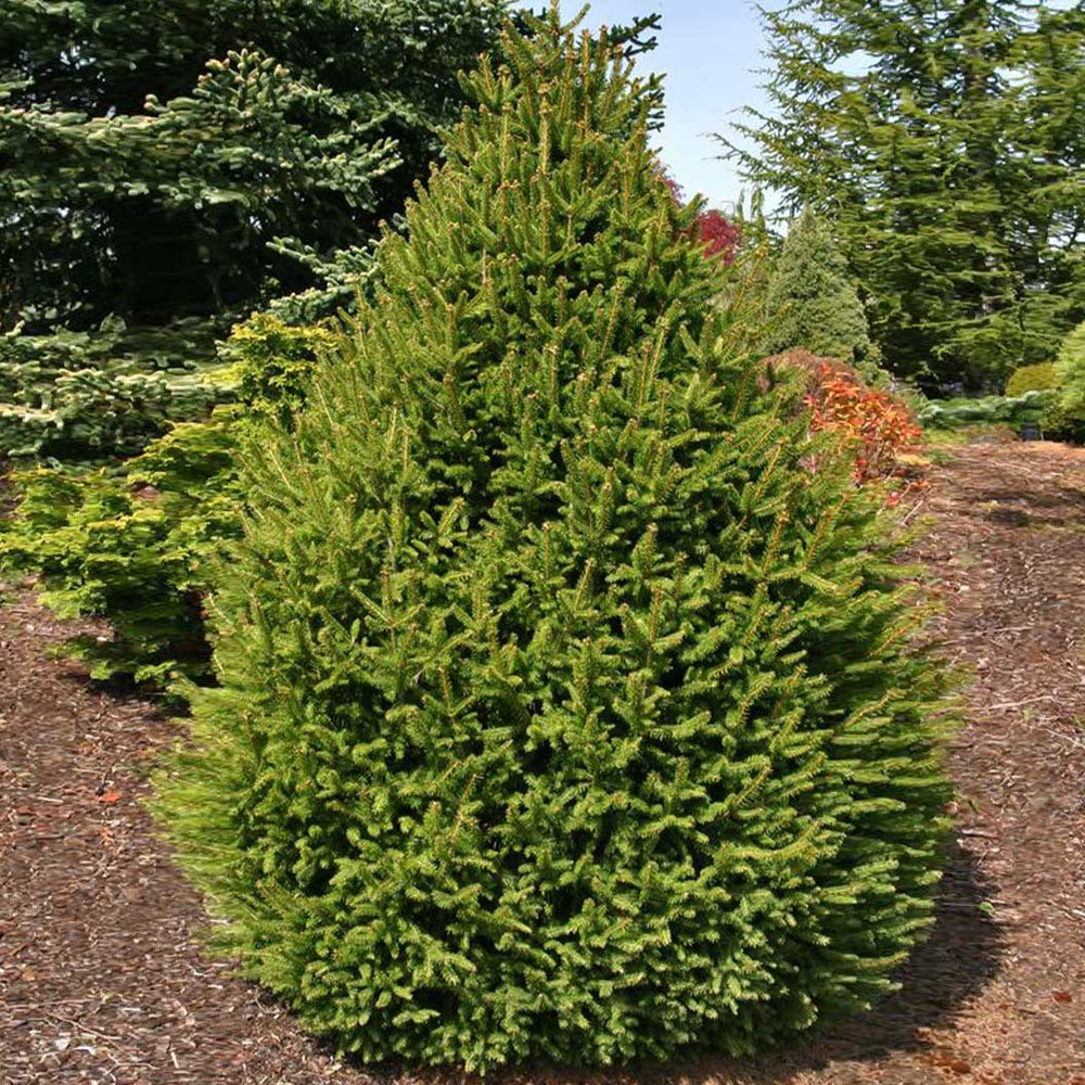 Sherwood Compact Norway Spruce Tree
